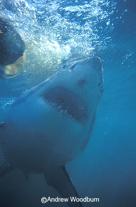 copyright Andrew Woodburn white shark mouth from below seen from inside shark cage during shark dive