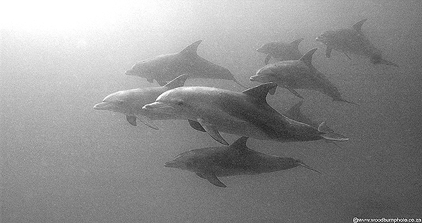 dolphin swimming underwater, copyright Andrew Woodburn