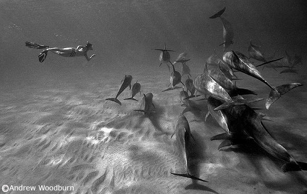 dolphin Pod & clara photo copyright Andrew Woodburn
