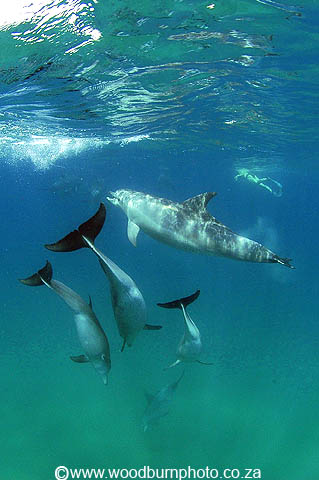 dolphin diving copyright Andrew Woodburn www.woodburnphoto.co.za