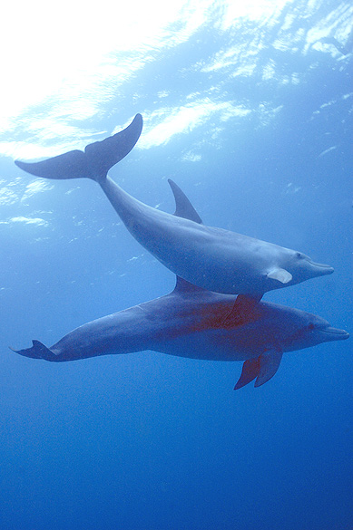 underwater with dolphins by www.woodburnphoto.co.za