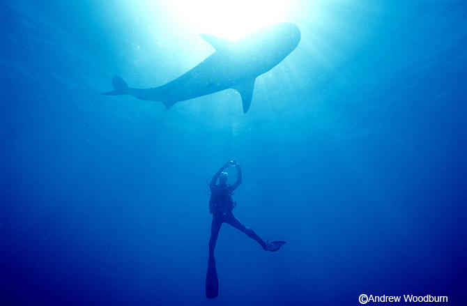 copyright Andrew Woodburn Tiger shark and scuba diver, shark diving
