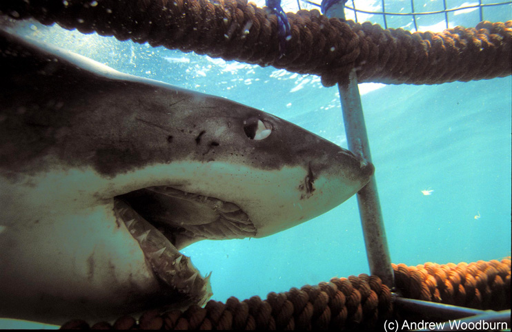 copyright Andrew Woodburn, www.woodburnphoto.co.za , pushing the white Shark out of the cage by hand, souh africa